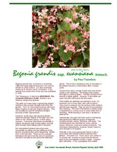 Begonia grandis ssp. evansiana Irmsch. photo by Mike Flaherty by Paul Tsamtsis  Begonia grandis ssp. evansiana is commonly
