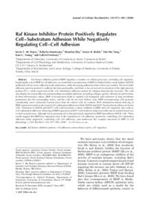 Journal of Cellular Biochemistry 103:972–Raf Kinase Inhibitor Protein Positively Regulates Cell–Substratum Adhesion While Negatively Regulating Cell–Cell Adhesion Kevin T. Mc Henry,1 Roberto Montesano,2