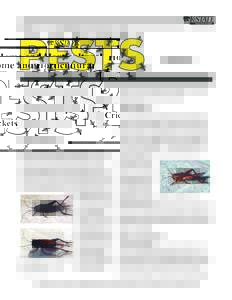 MF749 Crickets: Home and Horticultural Pests
