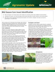 Mid-Season Corn Insect Identification  Many mid-season corn insects feed on leaf material, thus reducing surface area available for photosynthesis.  Assessing mid-season corn insect damage should include obse