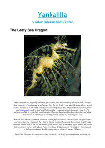 Visitor Information Centre The Leafy Sea Dragon
