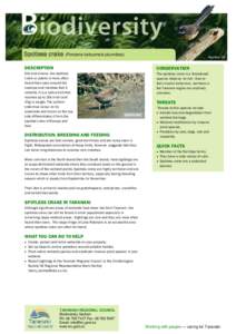 Biodiversity Information Sheet: Spotless Crake - Taranaki Regional Council