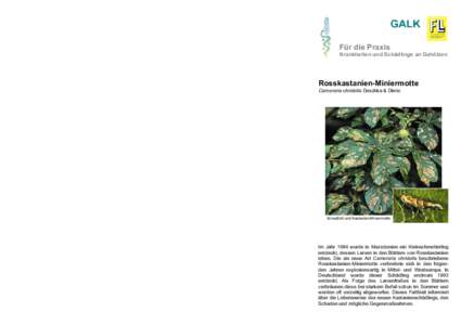 Wirtspflanzen  Gegenmaßnahmen Hauptwirt in Europa ist die Weißblühende Rosskastanie (Aesculus hippocastanum). Andere Rosskastanienarten