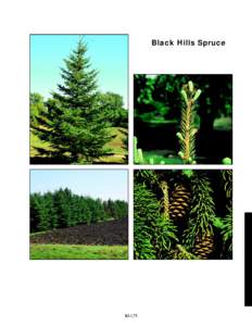 Black Hills Spruce  slide 85a 400% slide 85b 360%