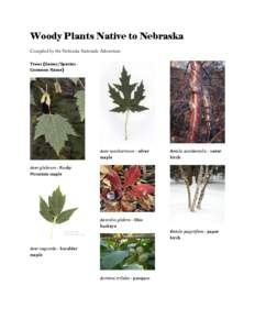 Woody Plants Native to Nebraska Compiled by the Nebraska Statewide Arboretum Trees (Genus/Species Common Name) Acer saccharinum - silver maple