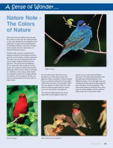 Nature Note The Colors of Nature Have you ever wondered what causes the cardinal to be red, the bluebird blue or the ruby-throated hummingbird to be iridescent scarlet and emerald green?