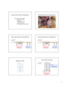 Frog Sciatic Nerve Preparation  Frog Sciatic Nerve Preparation Compound Action Potentials - Properties of CAPs