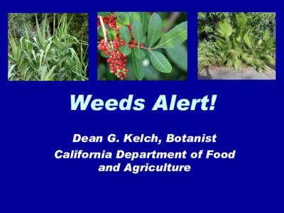 Weeds Alert! Dean G. Kelch, Botanist California Department of Food and Agriculture  Scotch Thistle