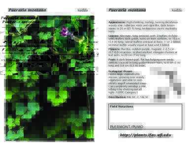 Pueraria Pueraria montana montana  Pueraria