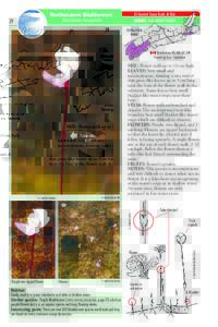 NS General Status Rank: At Risk HERBS : NON-WOODY PLANTS Northeastern Bladderwort Utricularia resupinata