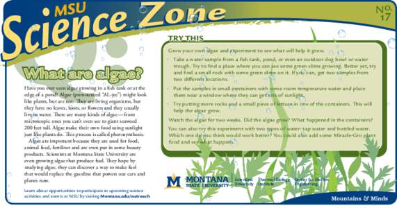 Q: MSU What are algae? Have you ever seen algae growing in a fish tank or at the edge of a pond? Algae (pronounced “AL-jee”) might look