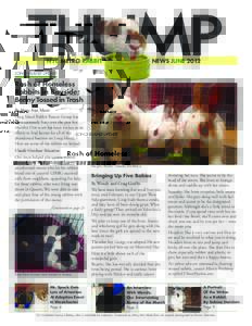 NYC METRO RABBIT  NEWS JUNE 2012 Rash of Homeless Rabbits in Bayside;