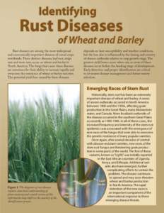 Identifying  Rust Diseases of Wheat and Barley Rust diseases are among the most widespread
