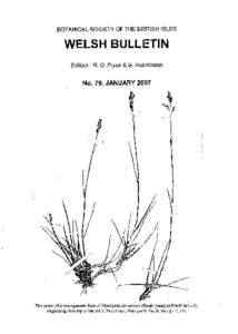 Orobanchaceae / Parasitic plants / Botanical Society of the British Isles / Broomrape / Groundsel / Senecio viscosus / Senecio / Asplenium trichomanes / Plantlife / Flora / Botany / Biology