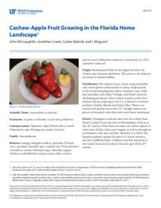 HS1127  Cashew-Apple Fruit Growing in the Florida Home Landscape1 John McLaughlin, Jonathan Crane, Carlos Balerdi, and I. Maguire2