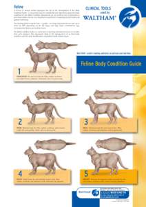 Feline A review of various animal physiques has led to the development of the Body Condition Guide – a convenient way to consistently and objectively assess the body condition of cats. Body Condition assessments are an