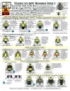 Guide to MN Bumble Bees I  Three small eyes  This guide is only for females (12 antennal segments, 6 abdominal segments, most