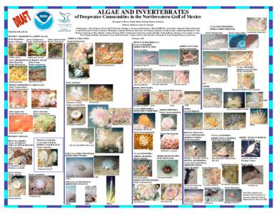 ALGAE AND INVERTEBRATES  of Deepwater Communities in the Northwestern Gulf of Mexico Developed by Flower Garden Banks National Marine Sanctuary Emma L. Hickerson and G.P. Schmahl