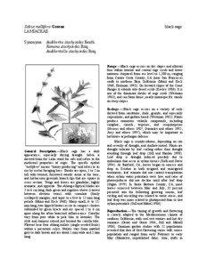 Salvia mellifera Greene LAMIACEAE