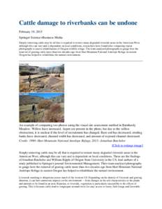 Cattle damage to riverbanks can be undone February 19, 2015 Springer Science+Business Media Simply removing cattle may be all that is required to restore many degraded riverside areas in the American West, although this 
