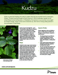 Kudzu  (Pueraria montana) Kudzu is a perennial climbing vine native to eastern Asia that was recently found in Leamington, Ontario. The plant was first brought to North America in 1876 to landscape a garden at the