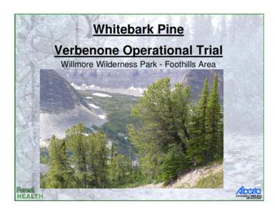 Whitebark Pine Verbenone Operational Trial Willmore Wilderness Park - Foothills Area Pa in Willmore • Pa presence in WWP at