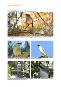 file:///C:/bushbirds-5.0/infc/coracina_papuensis.html
