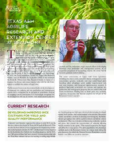 Texas A&M University System / Agronomy / Texas A&M AgriLife / Rice / Texas AgriLife Research / Plant breeding / Integrated pest management / Beaumont /  Texas / Hybrid rice / Texas A&M AgriLife Extension Service / Upland rice