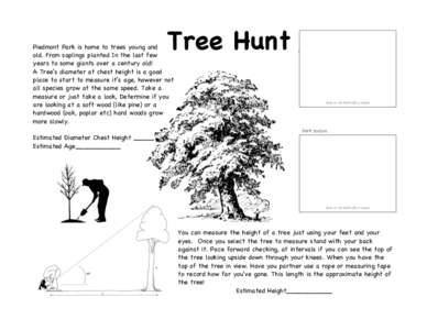 Microsoft Word - Tree Hunt in the Park.doc