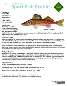 North Carolina  Sport Fish Profiles Walleye Scientific Name: