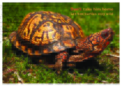 Don’t take him home Let box turtles stay wild Box Turtles Are In Trouble  An Easy Way To Help