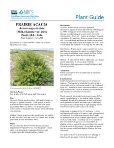 Prairie acacia Acacia angustissima  plant guide