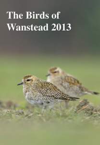 The Birds of Wanstead 2013 The Birds of Wanstead[removed]Acknowledgements