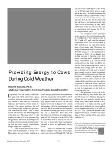 Providing Energy to Cows During Cold Weather Darrell Rankins, Ph.D. Alabama Cooperative Extension System Animal Scientist n general, cattle can handle cold weather quite well. Beef cattle have a good, protective hair coa