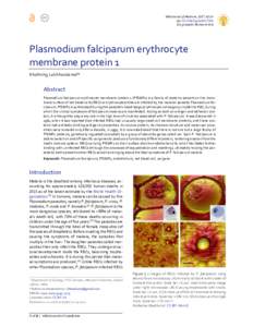 Plasmodium falciparum erythrocyte membrane protein 1