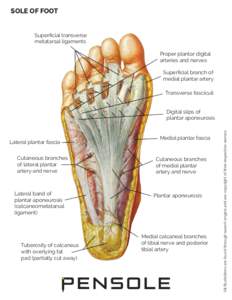 Foot Anatomy - Sole of Foot