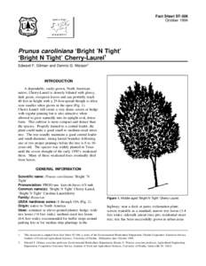 Fact Sheet ST-506 October 1994 Prunus caroliniana ‘Bright ’N Tight’ ‘Bright N Tight’ Cherry-Laurel1 Edward F. Gilman and Dennis G. Watson2