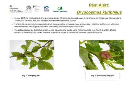 Pest Alert: Dryocosmus kuriphilus  In June 2015 the first finding of Dryocosmus kuriphilus (Oriental chestnut gall wasp) in the UK was confirmed, in a Kent woodland. The wasp is native to Asia, and has been introduced