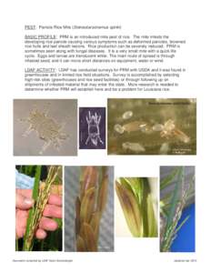PEST: Panicle Rice Mite (Steneotarsonemus spinki) BASIC PROFILE: PRM is an introduced mite pest of rice. The mite infests the developing rice panicle causing various symptoms such as deformed panicles, browned rice hulls