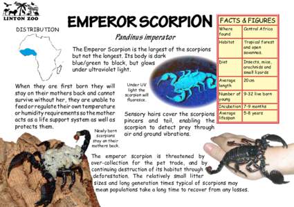 LINTON ZOO  DISTRIBUTION EMPEROR SCORPION Pandinus imperator