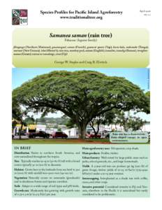 Samanea saman (rain tree)