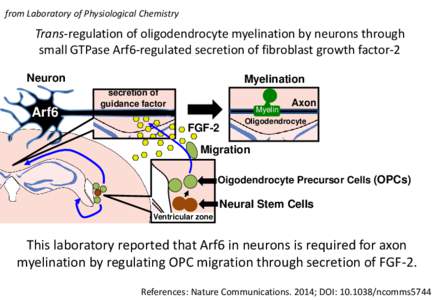 from Laboratory of Physiological Chemistry  Trans-regulation of oligodendrocyte myelination by neurons through small GTPase Arf6-regulated secretion of fibroblast growth factor-2 Neuron
