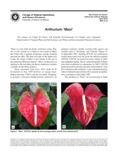New Plants for Hawai‘i Anthurium Cultivar Release April 2015 NPH-A-12  Anthurium ‘Maui’