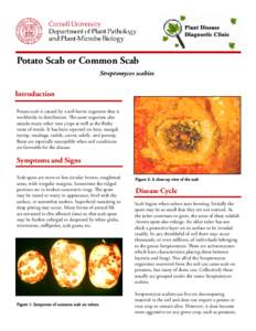 otato Scab or Common Scab P Streptomyces scabies Introduction Potato scab is caused by a soil­borne organism that is