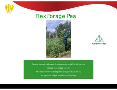 Flex Forage Pea  Flexible enough for Forage, Bio-cover crop and Wildlife markets Exceptional forage growth White flowered for better palatability and digestibility High protein forage for grazing or haylage