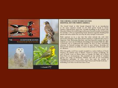 THE CORNELL GUIDE TO BIRD SOUNDS ESSENTIAL SET FOR NORTH AMERICA The Cornell Guide to Bird Sounds (Essential Set) is an introduction to the most common sounds of 727 bird species found in North America. Selected from mor