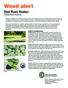 Weed alert Red Root floater (Phyllanthus fluitans)