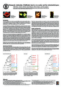 Phylogenetic relationship of Rafflesiales based on two nuclear and four mitochondrial genes Albert Blarer 1, Daniel L. Nickrent 2, Hans Bänziger 3, Peter K. Endress 1, and Yin-Long Qiu 1,4. 1. Institute of Systematic Bo