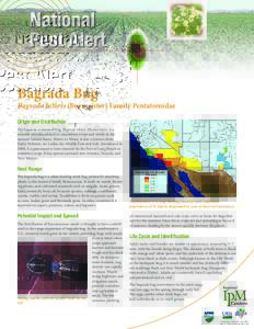 National Pest Alert Bagrada Bug Bagrada hilaris (Burmeister) Family Pentatomidae Origin and Distribution
