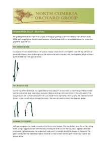 INFORMATION SHEET - GRAFTING The grafting method described here is “whip and tongue” grafting as demonstrated by Hilary Wilson at the NCOG grafting workshop. You will need secateurs, a Stanley-type knife, a cutting b